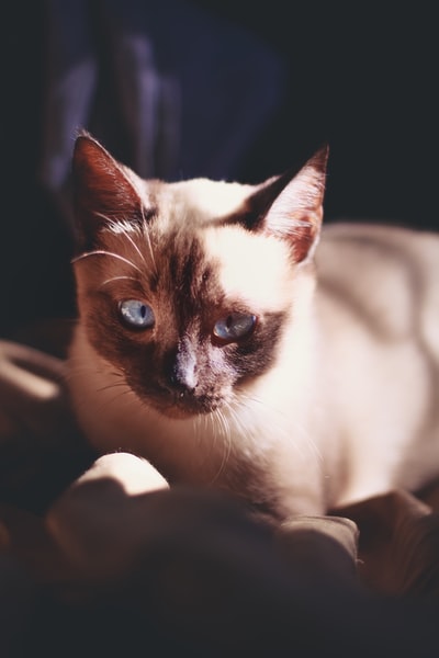 手上有白色和棕色的猫